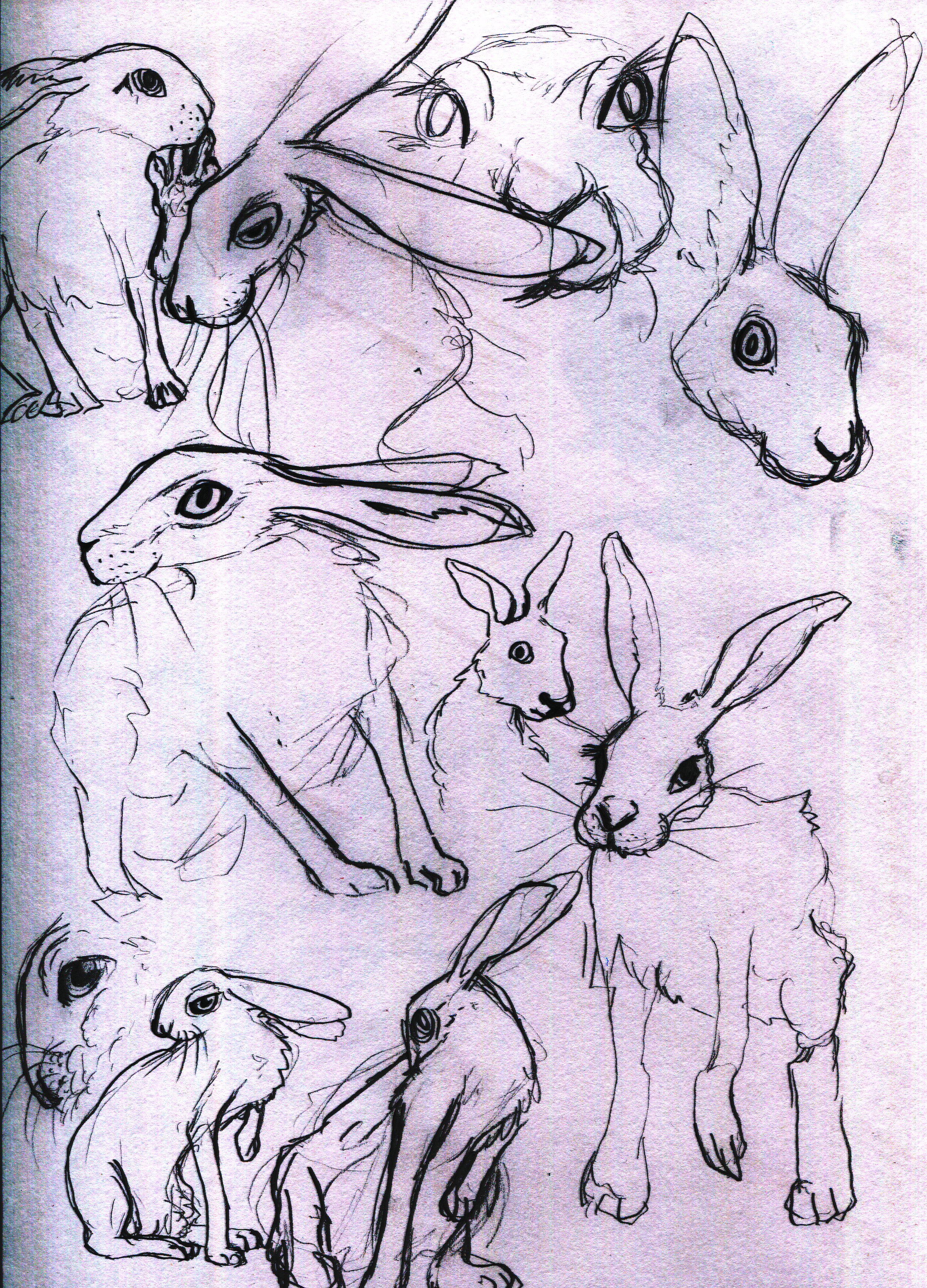 Many skectches of hares